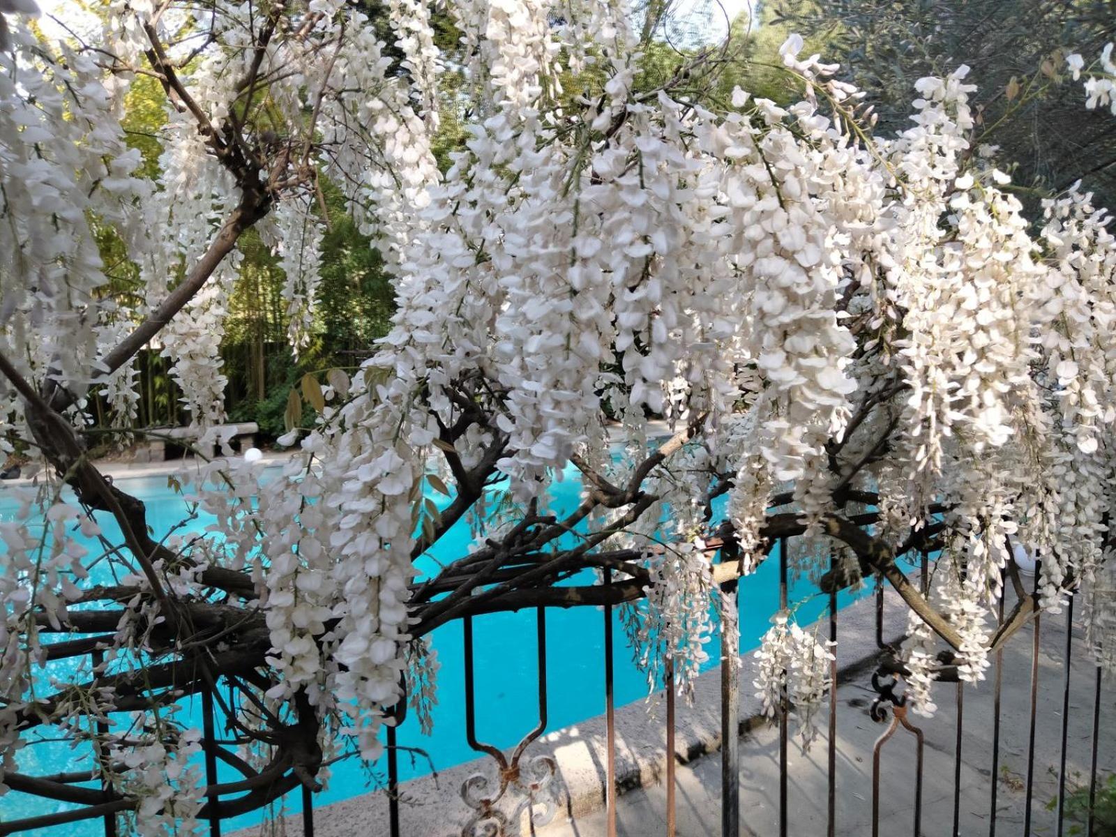 Bed and Breakfast La Bastide Des Pins Castillon-du-Gard Exterior foto